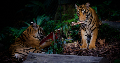 Malayan Tigers are the Highlight this Lunar New Year at the Singapore Wildlife Parks