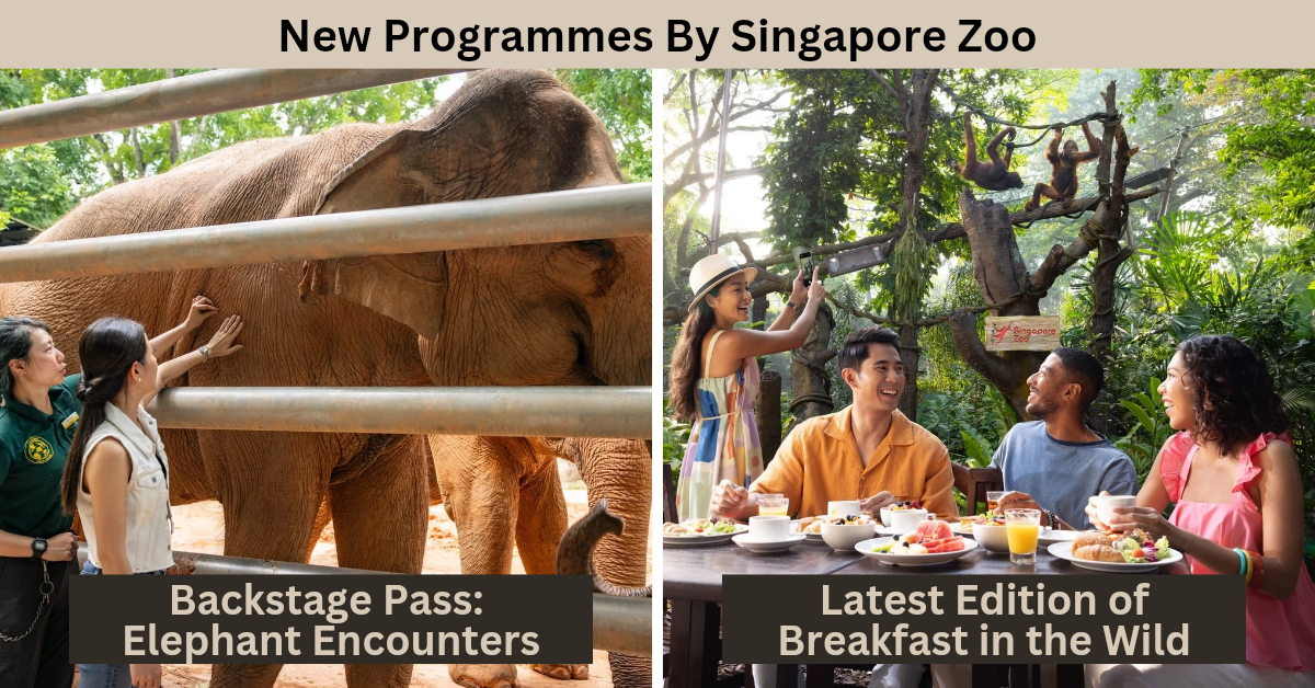 Singapore Zoo Unveils Its New Behind-The-Scenes Elephant Tour And Its Latest Edition Of Breakfast In the Wild