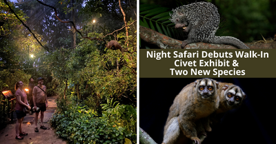 Get Up-Close To The Civets At The New Walk-In Civet Exhibit At The Night Safari