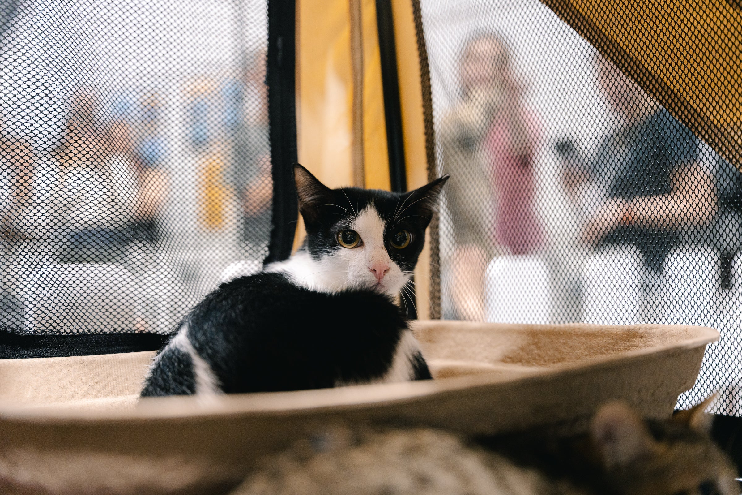 Singapore Cat Festival 2026: Giant Photo Zones, Marketplace and Feline Fun at EXPO