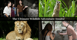 Wildlife Reserves Singapore Brings An All-New And Exciting Wildlife Experience For The Whole Family To Enjoy!