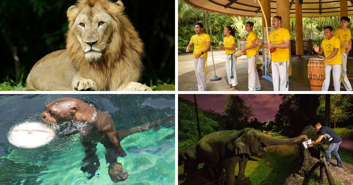 What’s Happening at Wildlife Reserves Singapore this May and June - BYKidO