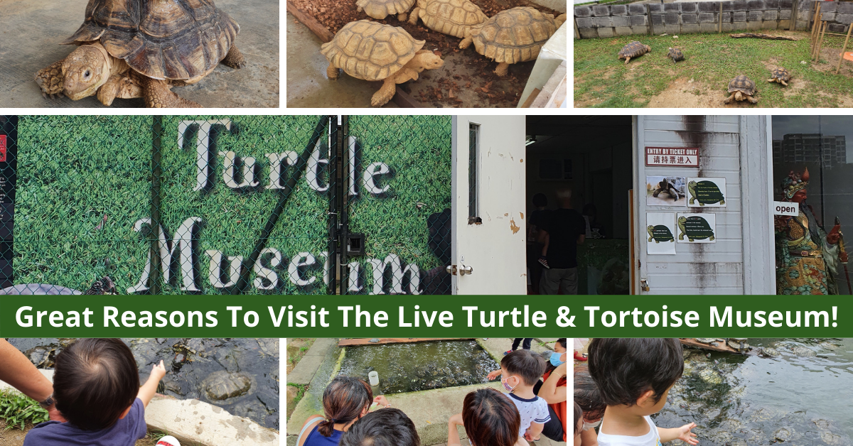 The Live Turtle & Tortoise Museum | A Fun And Out-Of-The-Ordinary Experience For The Whole Family!