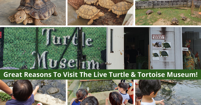 The Live Turtle & Tortoise Museum | A Fun And Out-Of-The-Ordinary Experience For The Whole Family!