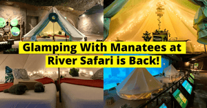 Go Glamping With Manatees at River Safari Is Back This March Holidays!