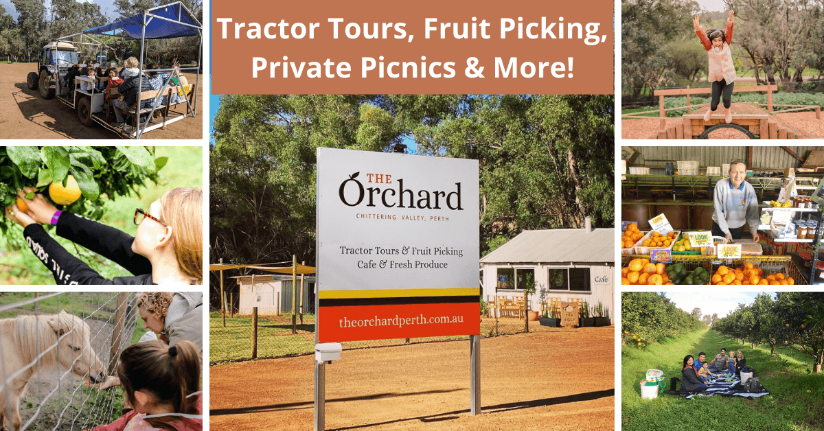Six Things To Do At The Orchard Perth | Tractor Tours, Fruit Picking, Gourmet Private Picnics & More!
