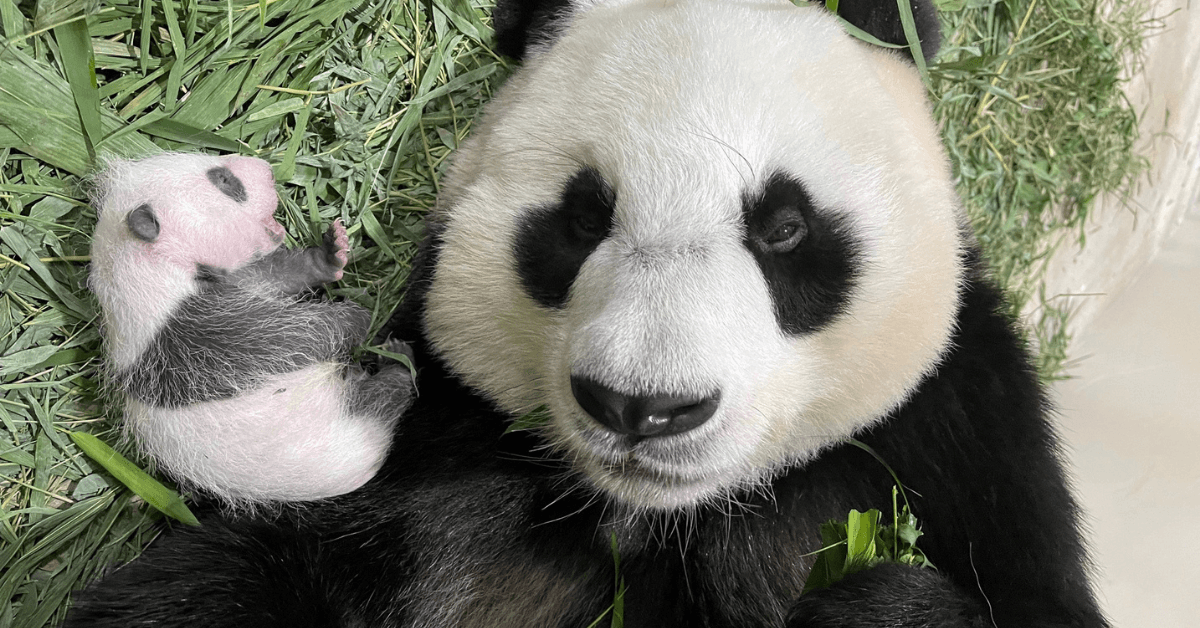 Singapore's First Baby Giant Panda Is A Boy - And You Can Name Him! - BYKidO