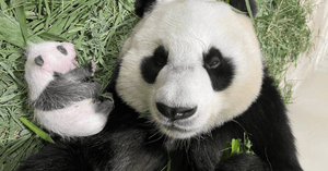 Singapore's First Baby Giant Panda Is A Boy - And You Can Name Him!
