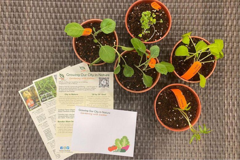 NParks Giving Free Seed Packets To Encourage Home Gardening | Gardening With Edibles - BYKidO