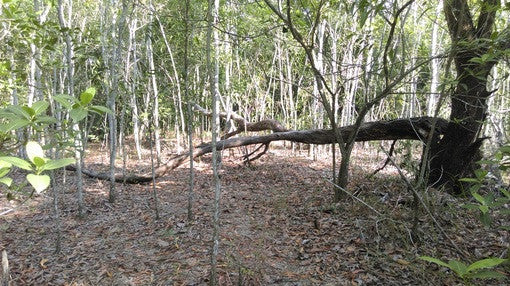 Things to do this Weekend: Nature Play @ Tampines Eco Green - BYKidO