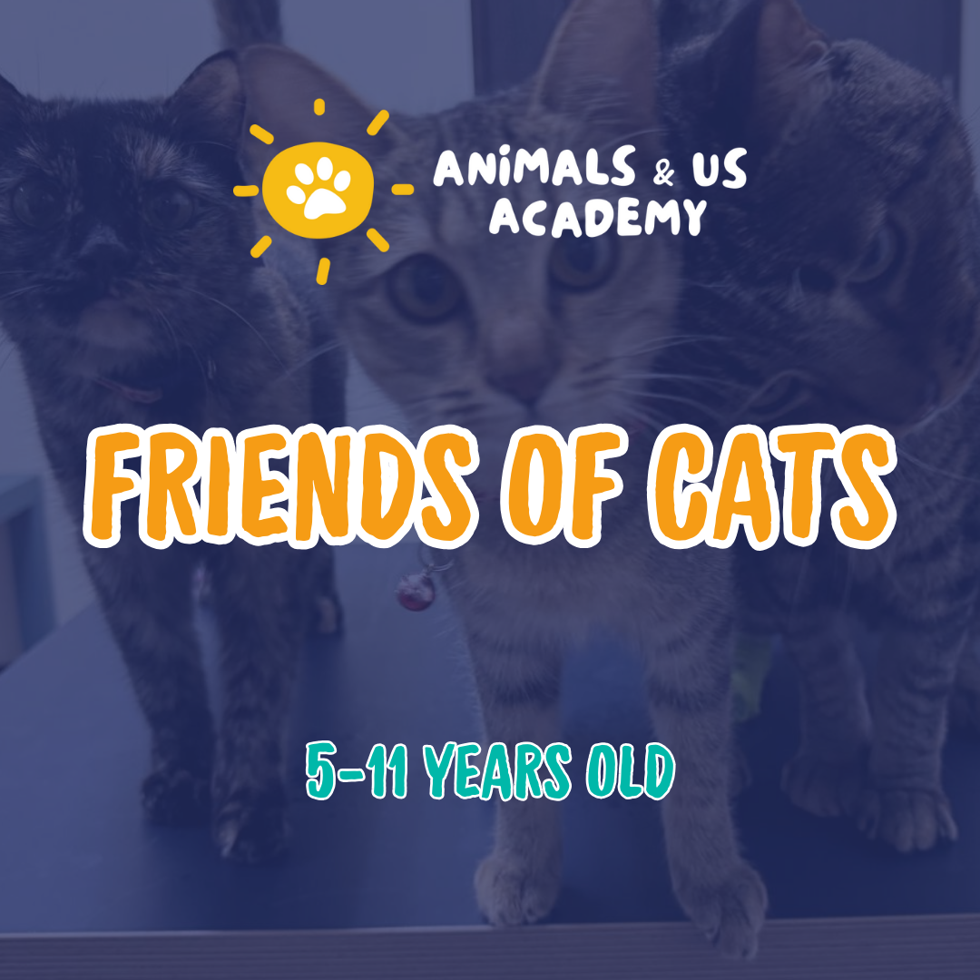 Animals and Us Academy: Friends of Cats Camp