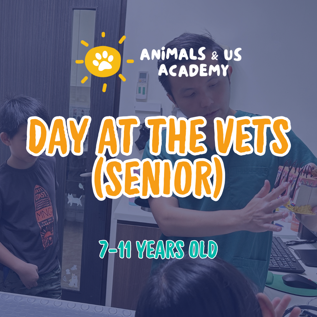Animals and Us Academy: A Day At The Vets - Senior (7 - 12 Years Old)
