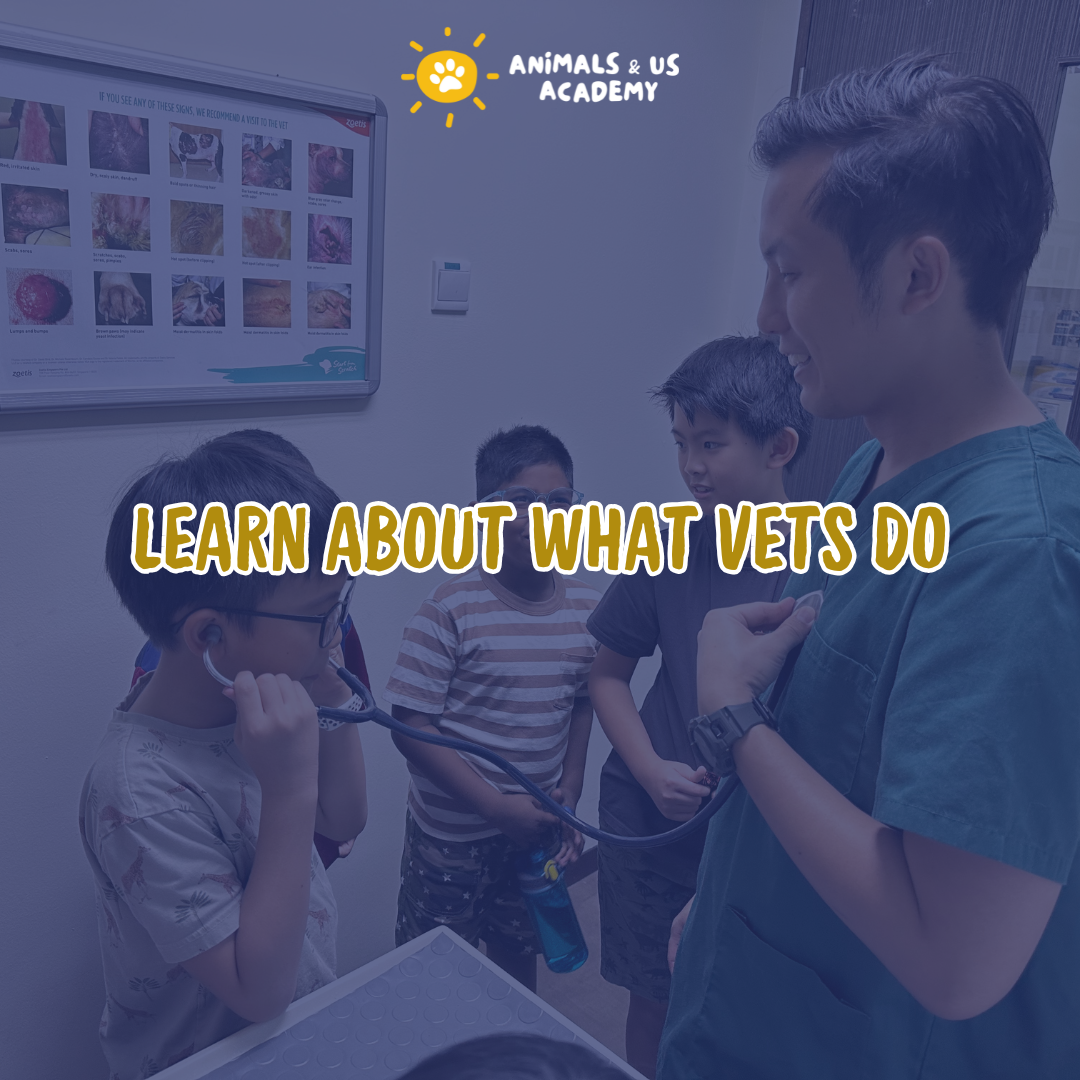 Animals and Us Academy: A Day At The Vets - Senior (7 - 12 Years Old)
