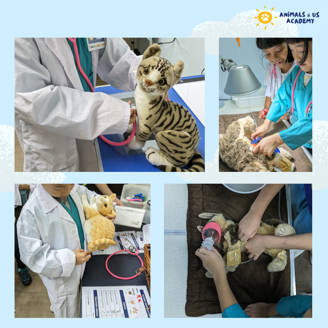 ‘A Day at the Vets’ Workshops with Animals & Us Academy