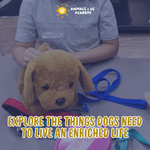 Animals and Us Academy: Friends of Dogs Camp