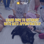 Animals and Us Academy: Friends of Cats Camp