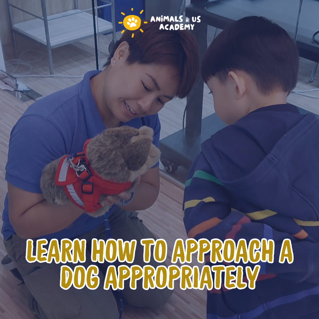 Animals and Us Academy: Friends of Dogs Camp