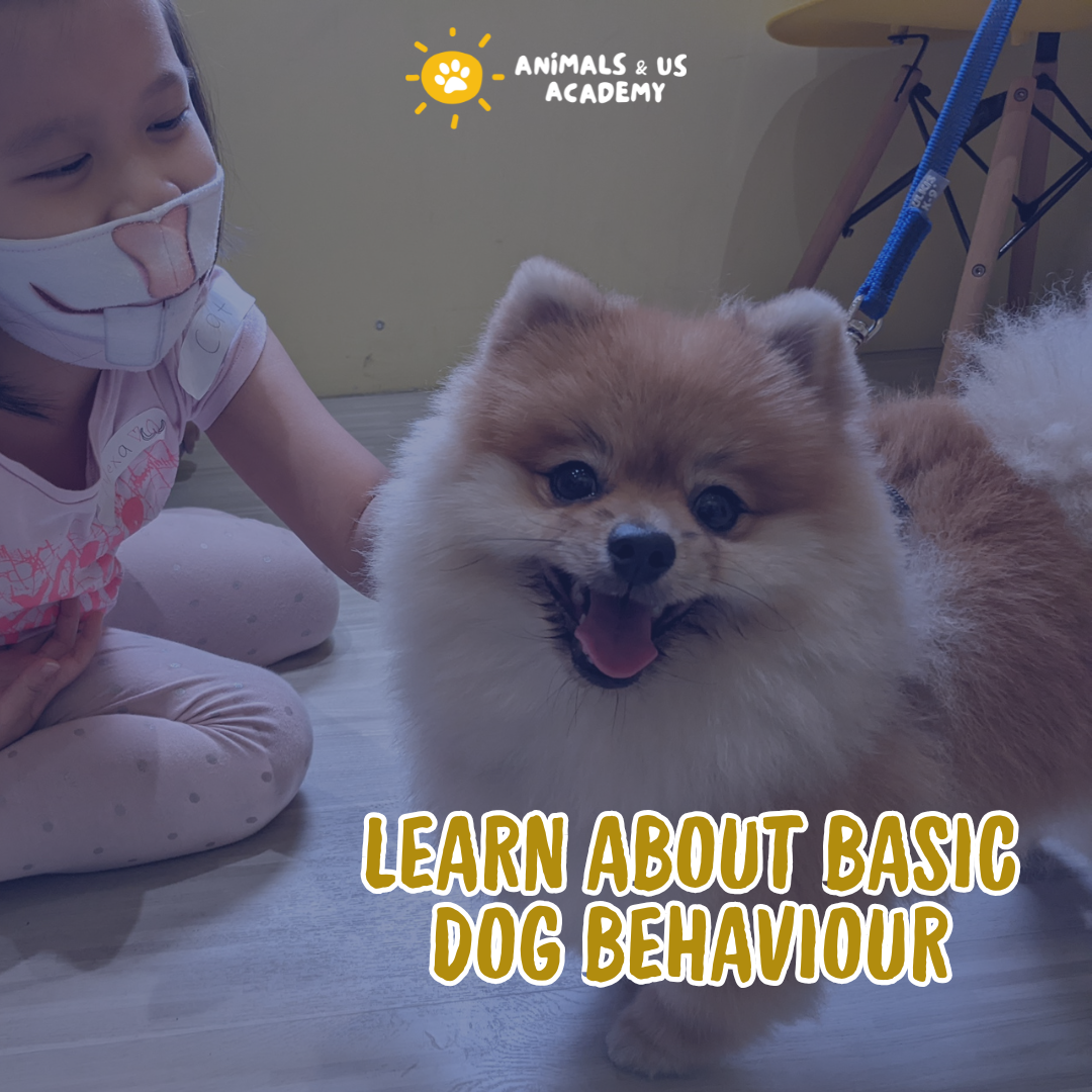 Animals and Us Academy: Friends of Dogs Camp