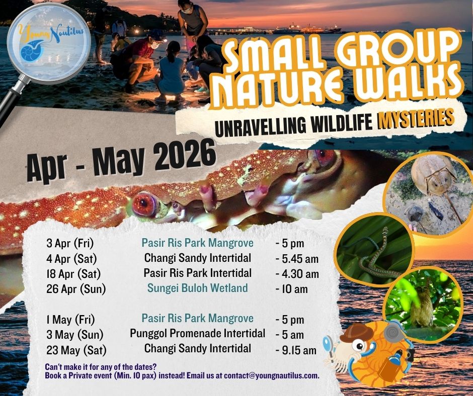 Young Nautilus 2-Hr Nature Walk Programmes from $56