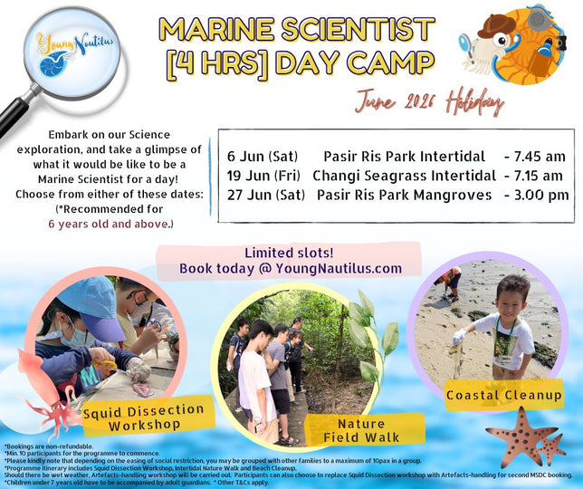 Young Nautilus 4-Hours Marine Scientist Day Camp