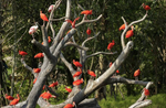 Bird Paradise Tickets - Compare Best Prices Here!