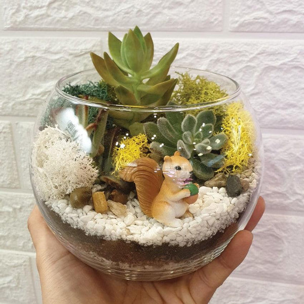 open succulent terrarium The Green Capsule: Open Succulent Terrarium DIY Kit @ Just $50 (Delive – BYKidO
