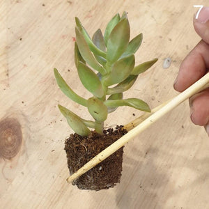 The Green Capsule: Open Succulent Terrarium DIY Kit @ Just $50 (Delivery Fee Inclusive) - BYKidO