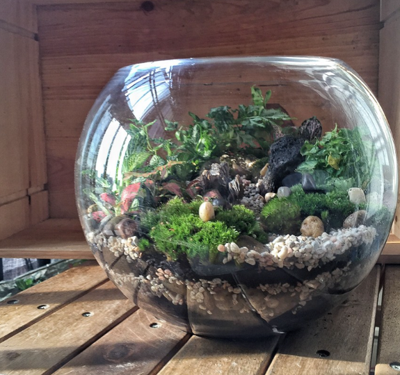 The Green Capsule: Open Foliage Terrarium Workshop - BYKidO