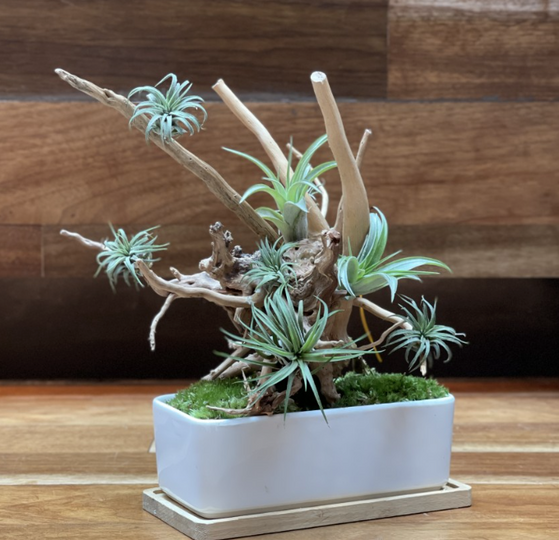 The Green Capsule: Airplant Bonsai Workshop - BYKidO