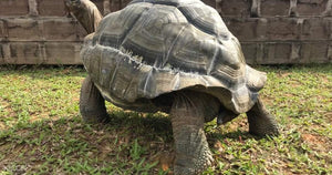 The Live Turtle and Tortoise Museum - BYKidO