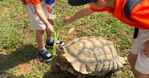 The Live Turtle and Tortoise Museum - BYKidO
