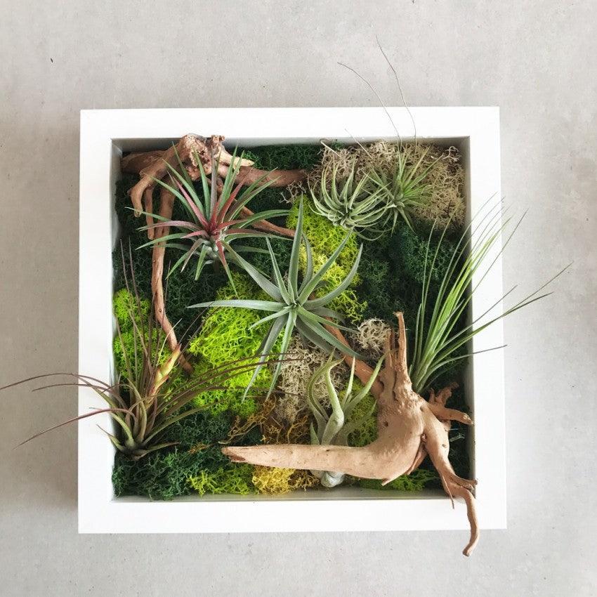 The Green Capsule: Airplant Greenwall Workshop From Just $40 - BYKidO