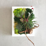 The Green Capsule: Airplant Greenwall Workshop From Just $40 - BYKidO