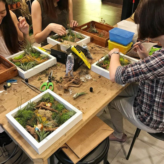 The Green Capsule: Airplant Greenwall Workshop From Just $40 - BYKidO