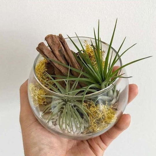 The Green Capsule: Open Terrarium Workshop @ Just $42 - BYKidO